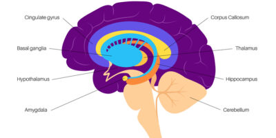 Warum Visualisierung wirkt: Wissenschaftliche Grundlagen